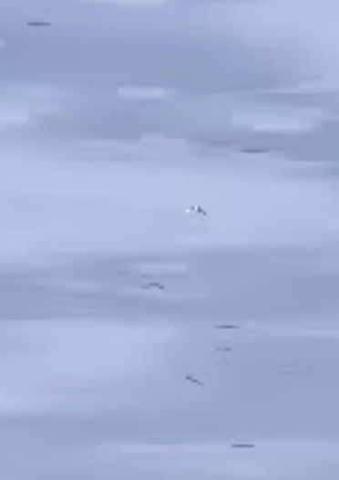 File:Sea Gulls.png