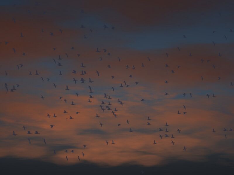 File:Birds02.jpg