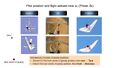 Thumbnail for version as of 11:38, 13 April 2025